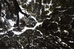 Rata forest looking up: Looking up at the rata forest canopy - a mosaic of branches and leaves.